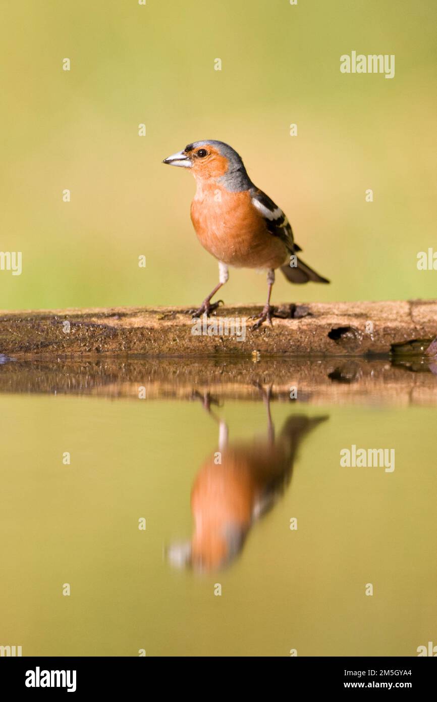 Vink Mann staand bij Wasser met spiegelbeeld ; gemeinsame Buchfink männlichen stehen am Rand Wald Pool mit Spiegel Reflexion Stockfoto