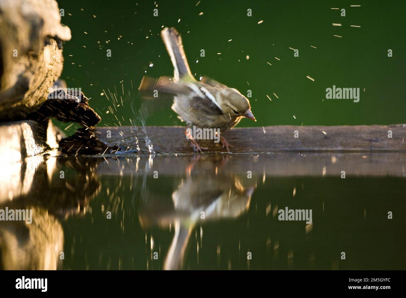 Vrouwtje Vink bij drinkplaats; Weiblicher gemeinsame Buchfink am Trinken Website Stockfoto