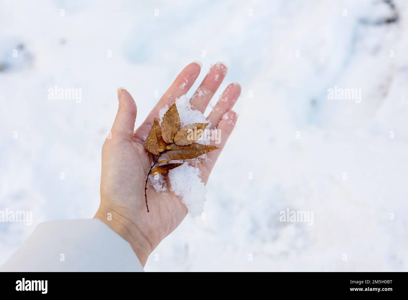 Ein Blatt und Schnee in ihrer Hand im Winter Stockfoto