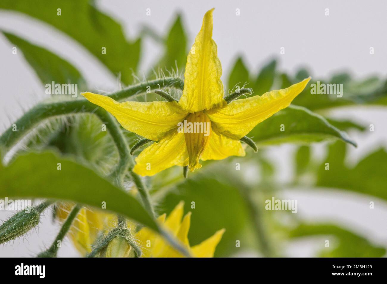 Eine Tomatenpflanze mit hübschen gelben Blumen im Gemüsegarten im Freien Stockfoto