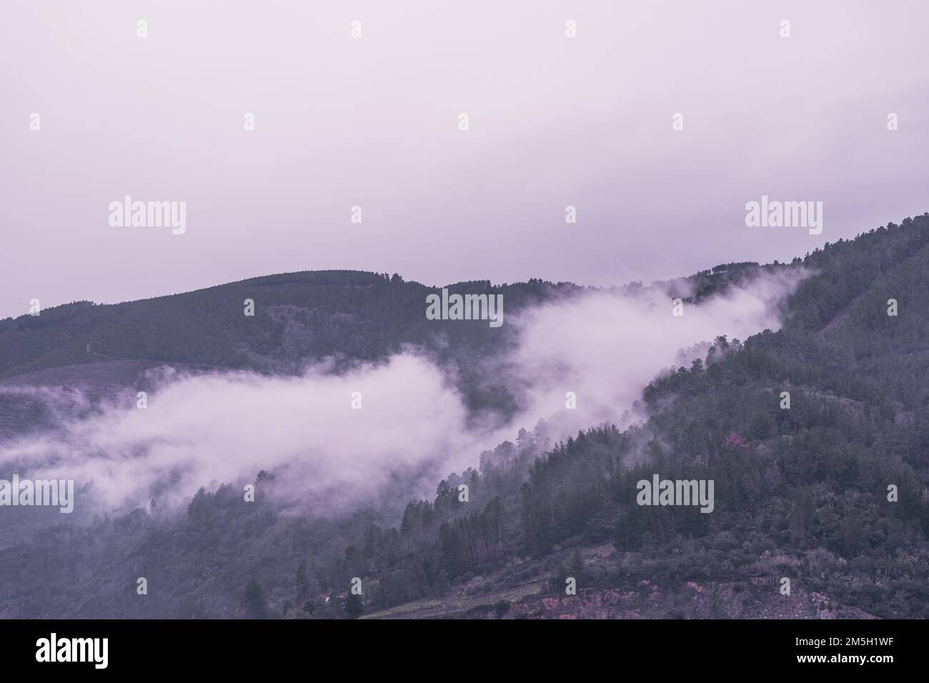 Grüner Bergwald bei bewölktem und regnerischem, dunklen, stimmungsvollem Wetter Stockfoto