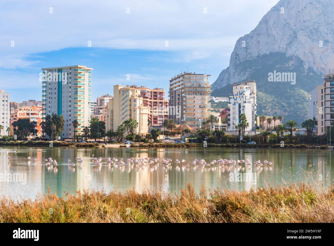 Flamingos in der Stadt. Wildtiere in städtischen Gebieten. Calp, Spanien Stockfoto