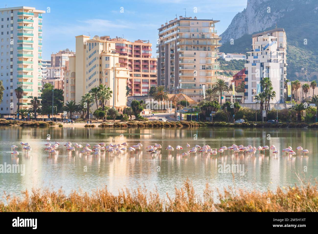 Flamingos in der Stadt. Wildtiere in städtischen Gebieten. Calp, Spanien Stockfoto