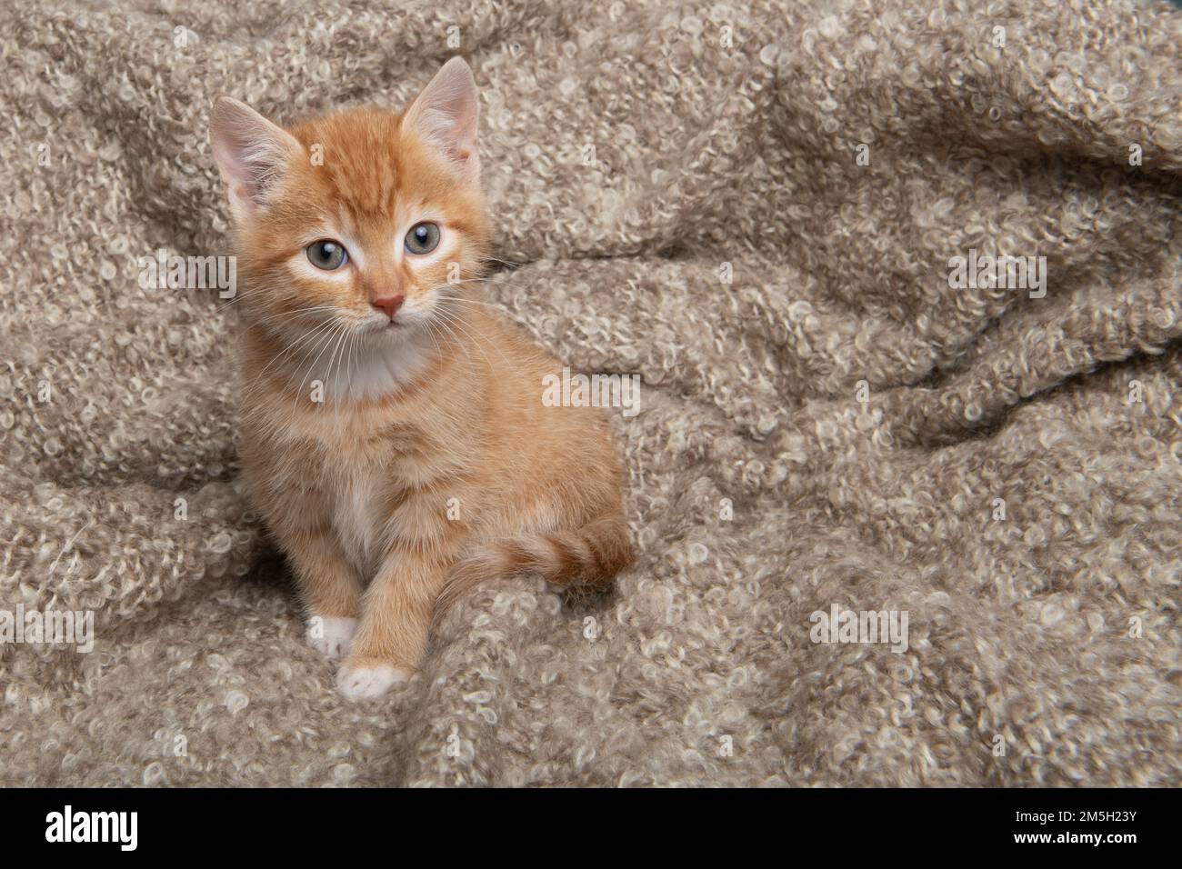 Süßes rotes Kätzchen, das zur Kamera aufblickt und auf einer Decke sitzt Stockfoto