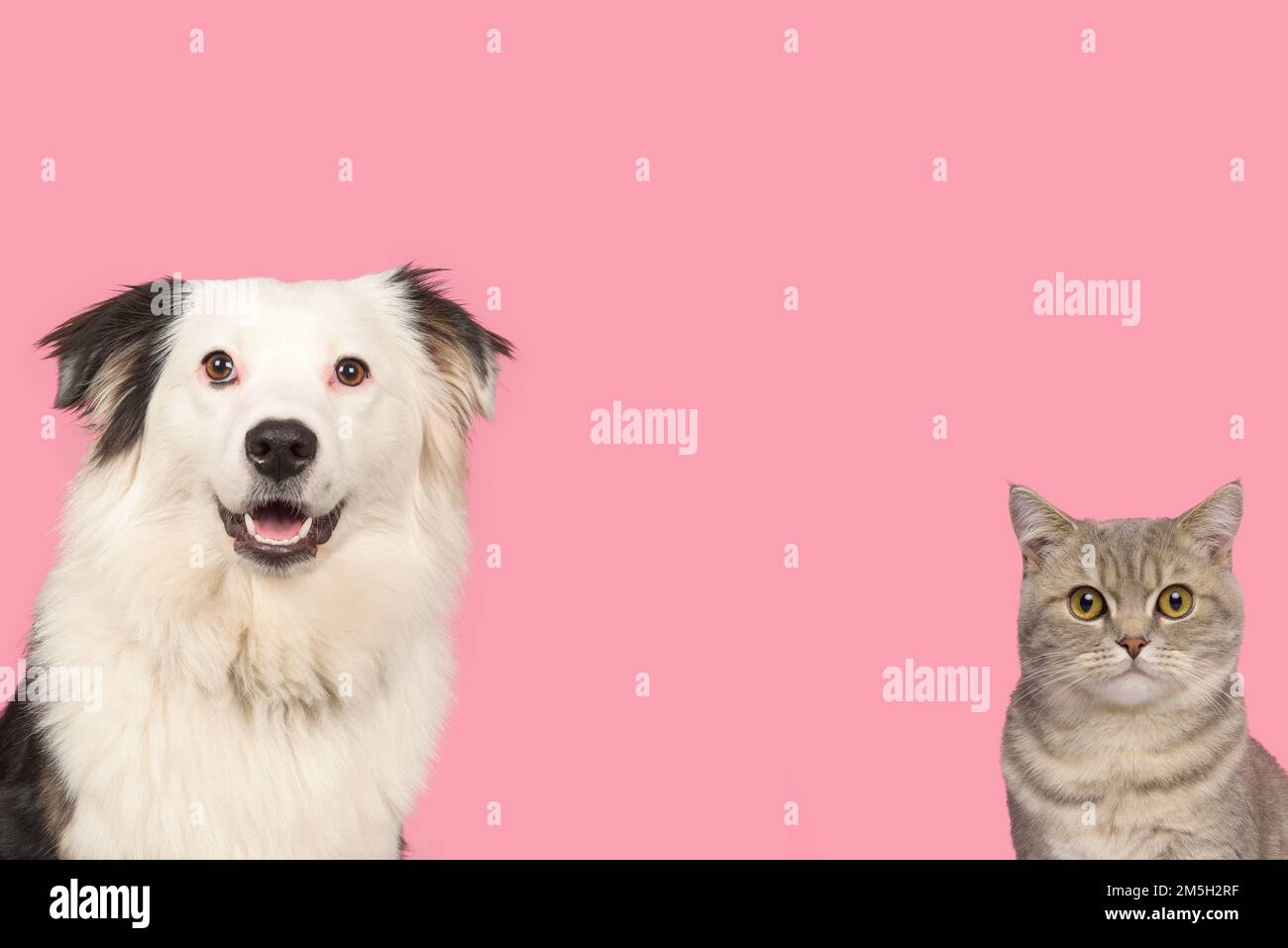 Porträt einer hübschen silbernen englischen Kurzhaarkatze und eines schwarz-weißen australischen Schäferhundes auf pinkfarbenem Hintergrund Stockfoto