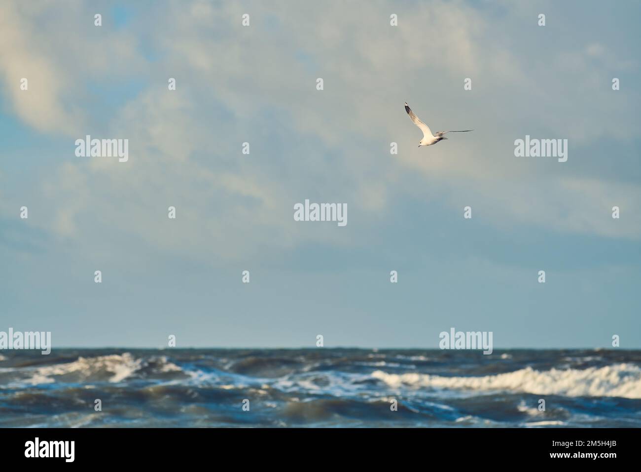 Die Möwe fliegt über Wellen auf der Nordsee. Hochwertiges Foto Stockfoto