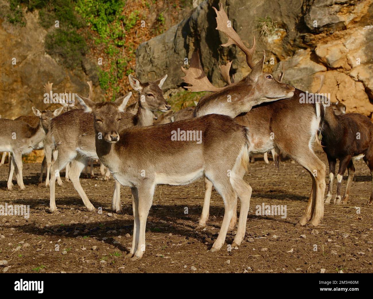 Herde des europäischen Damhirsches Dama dama Cabarceno Naturpark Penagos Cantabria Spanien Stockfoto