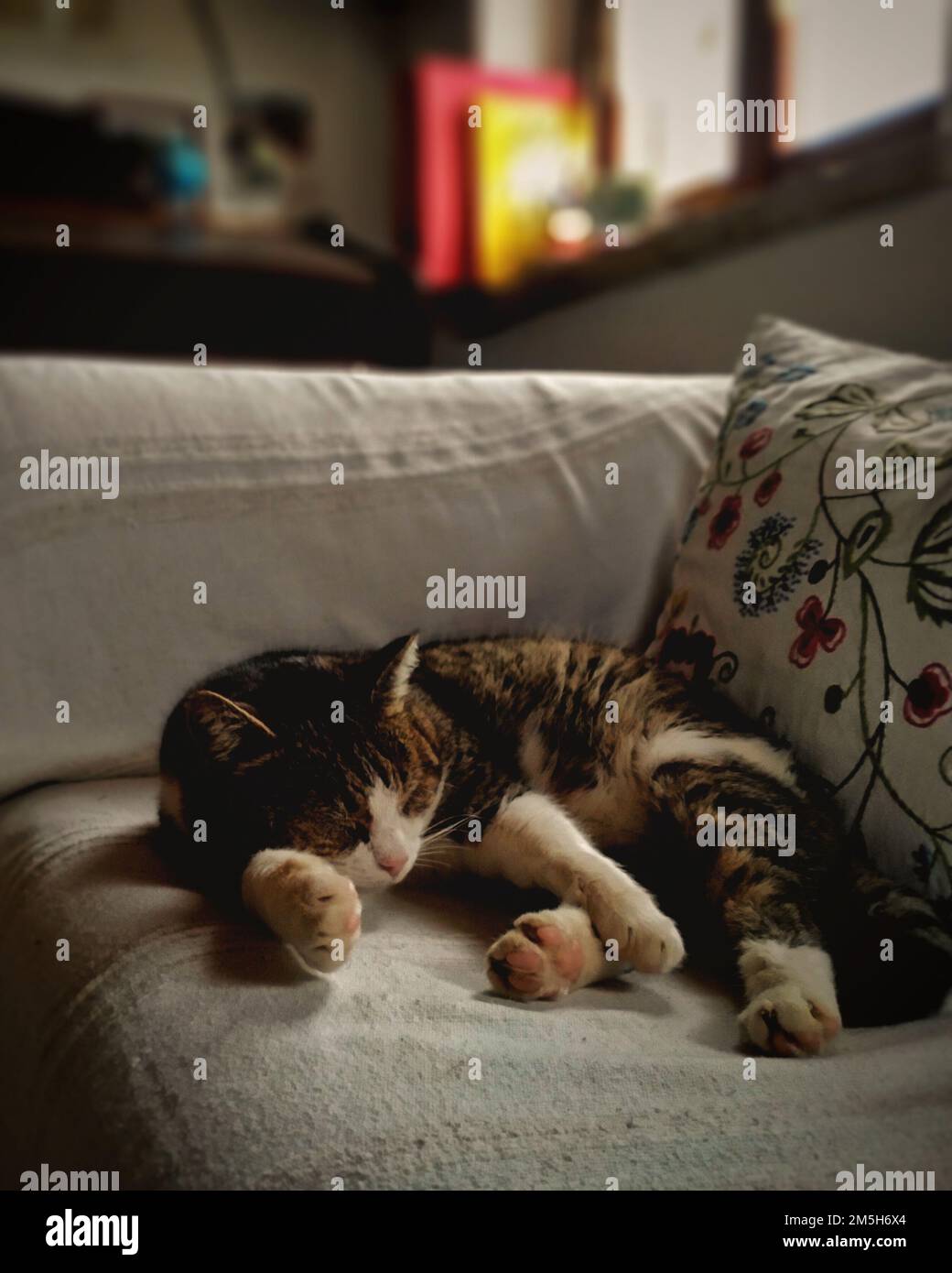 Hauskatze schläft auf dem Sofa. Schlafende graue Katze auf dem Sofa eines modernen Hauses. Stockfoto