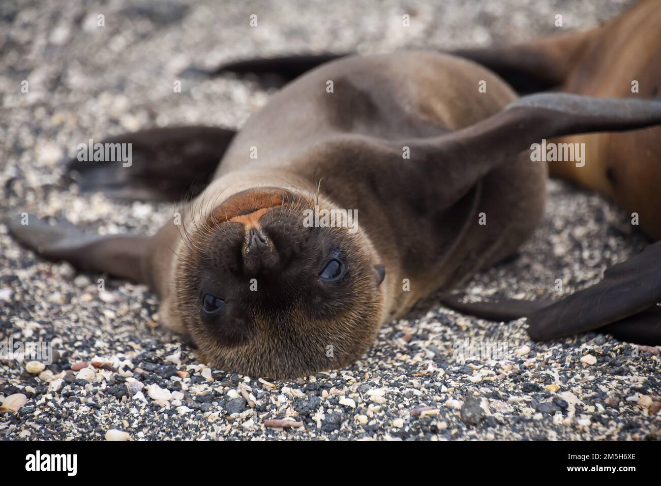 Ein verspieltes Seelöwenjunge liegt neben seiner Mutter auf der Insel Fernandina (Isla Fernandina) in den Galapagos, Ecuador. Stockfoto