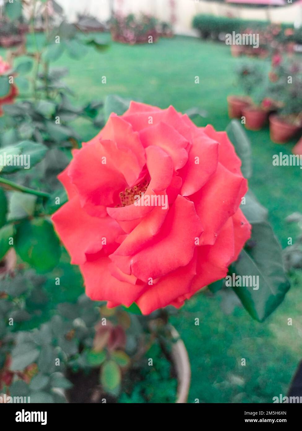 Rosa Rosenblume auf Hintergrundblume im Garten der Rosen, Parkbereich Stockfoto