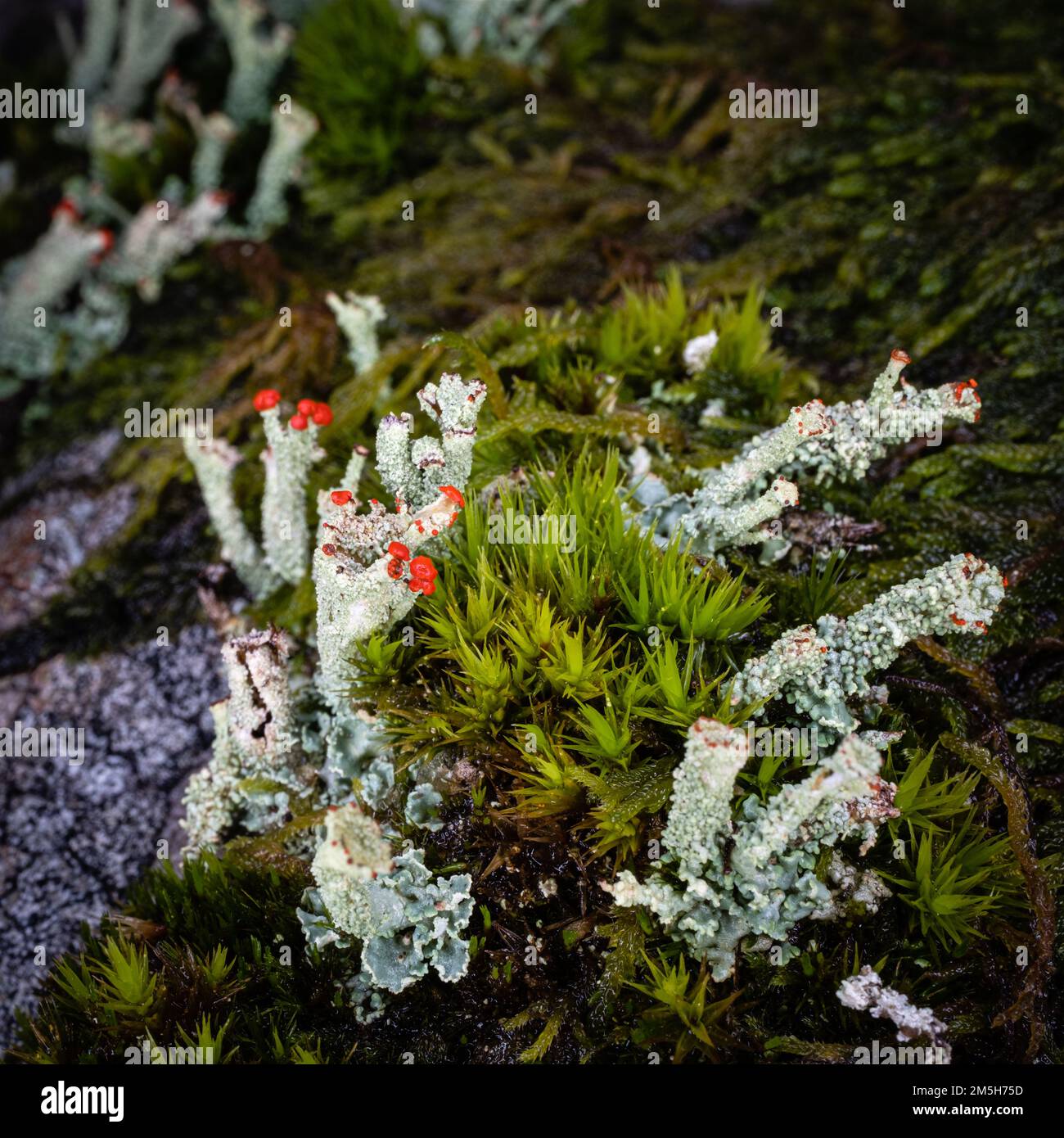 Cladonia diversa Stockfoto