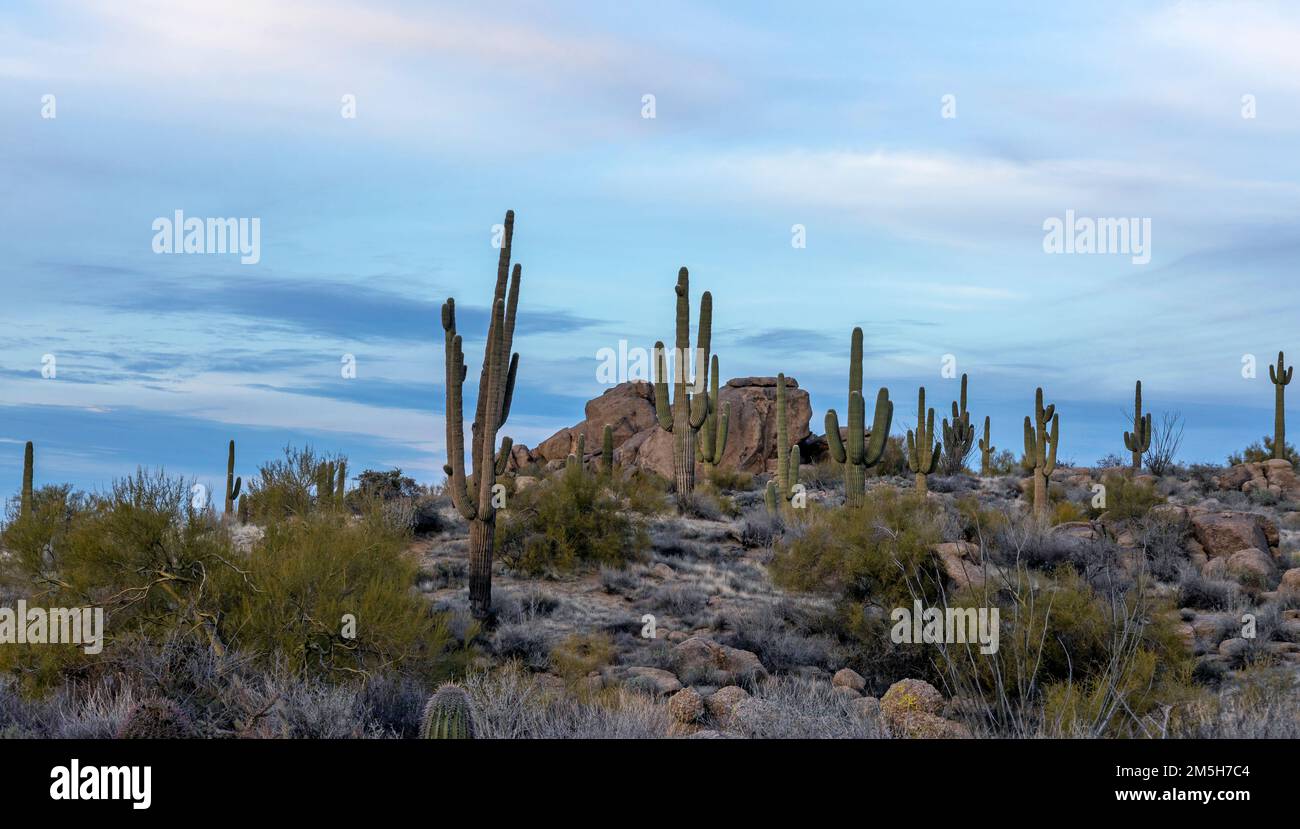 Arizona Sonoran Desert Landscape On Ridge Mit Cactus & Rocks Stockfoto