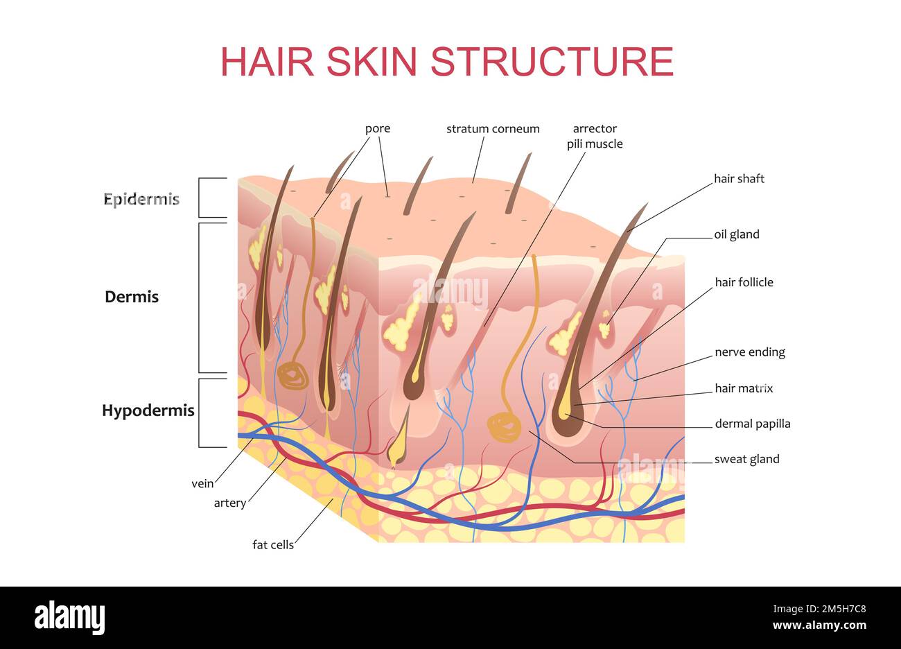 3D-Struktur der Haare Haut Kopfhaut, anatomische Bildung Infografik Informationen Poster Vektor Illustration Stock Vektor
