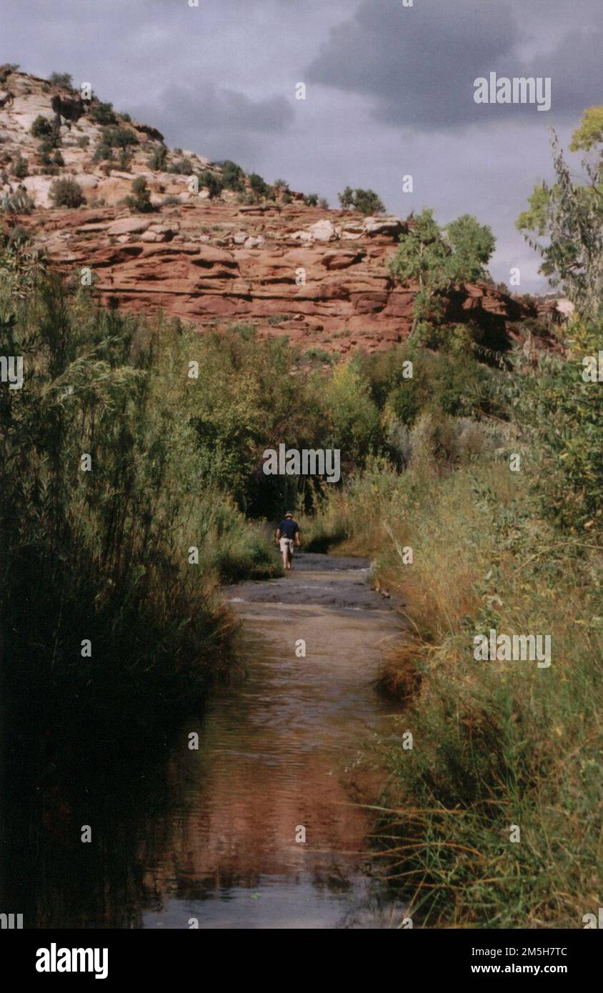 Scenic Byway 12 - Waten in Calf's Creek. Einsame Wanderer waten durch die kühlen Gewässer des Calf's Creek in Escalante Canyons, Utah. Standort: Utah (37,821° N 111,418° W) Stockfoto