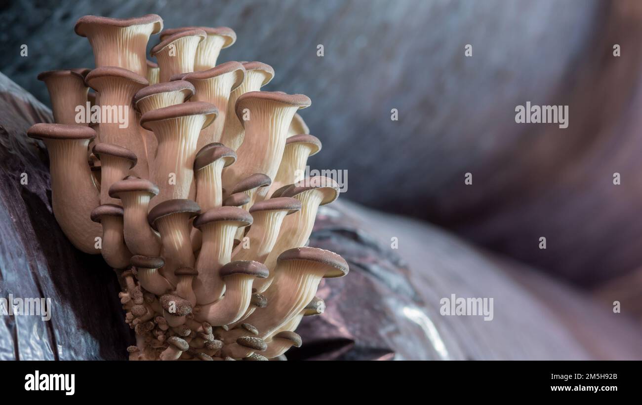 Pilzmakroanbau. Myzel-Nahaufnahme. Essbare Pilztextur. Ein Haufen Pilze wächst. Austernpilzmuster. Stockfoto
