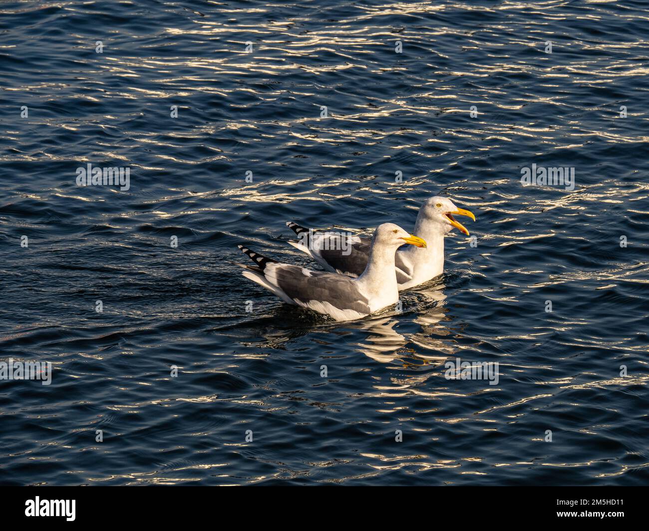 Ein Paar California Gulls singen am 2022. Weihnachtsabend in Alameda California Stockfoto