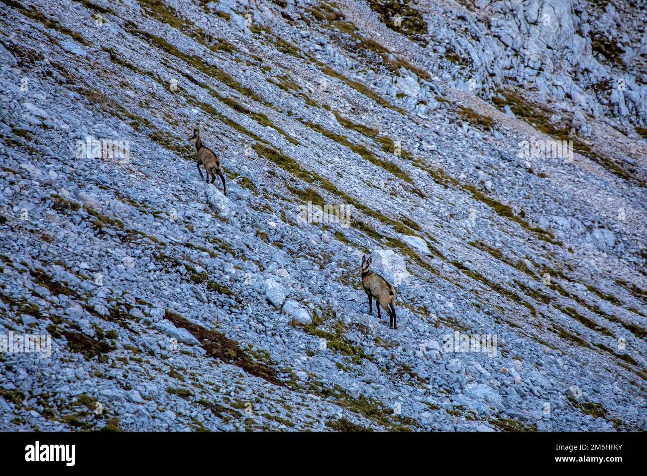 Gämsen in den Julischen alpen, Slowenien Stockfoto