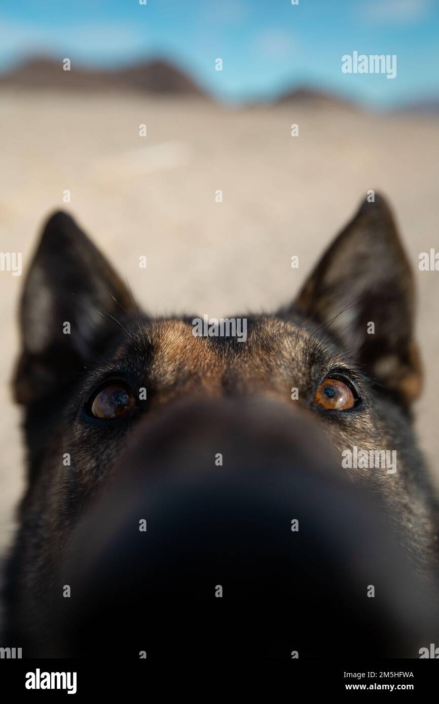 Dino, ein militärischer Arbeitshund im Büro des Generalstabs K-9, Hauptquartier-Bataillon, Marine Air Ground Task Force Training Command, Marine Corps Air Ground Combat Center (MCAGCC), posiert für ein Foto im MCAGCC, Twentynine Palms, Kalifornien, 17. März 2022. Die Hunde sind in den Bereichen Substanzerkennung, -Verfolgung, Sprengstofferkennung, -Suche und -Rettung und -Angriff ausgebildet. Sie sind eine wertvolle Ressource für das Marinekorps und seine Mission. Stockfoto