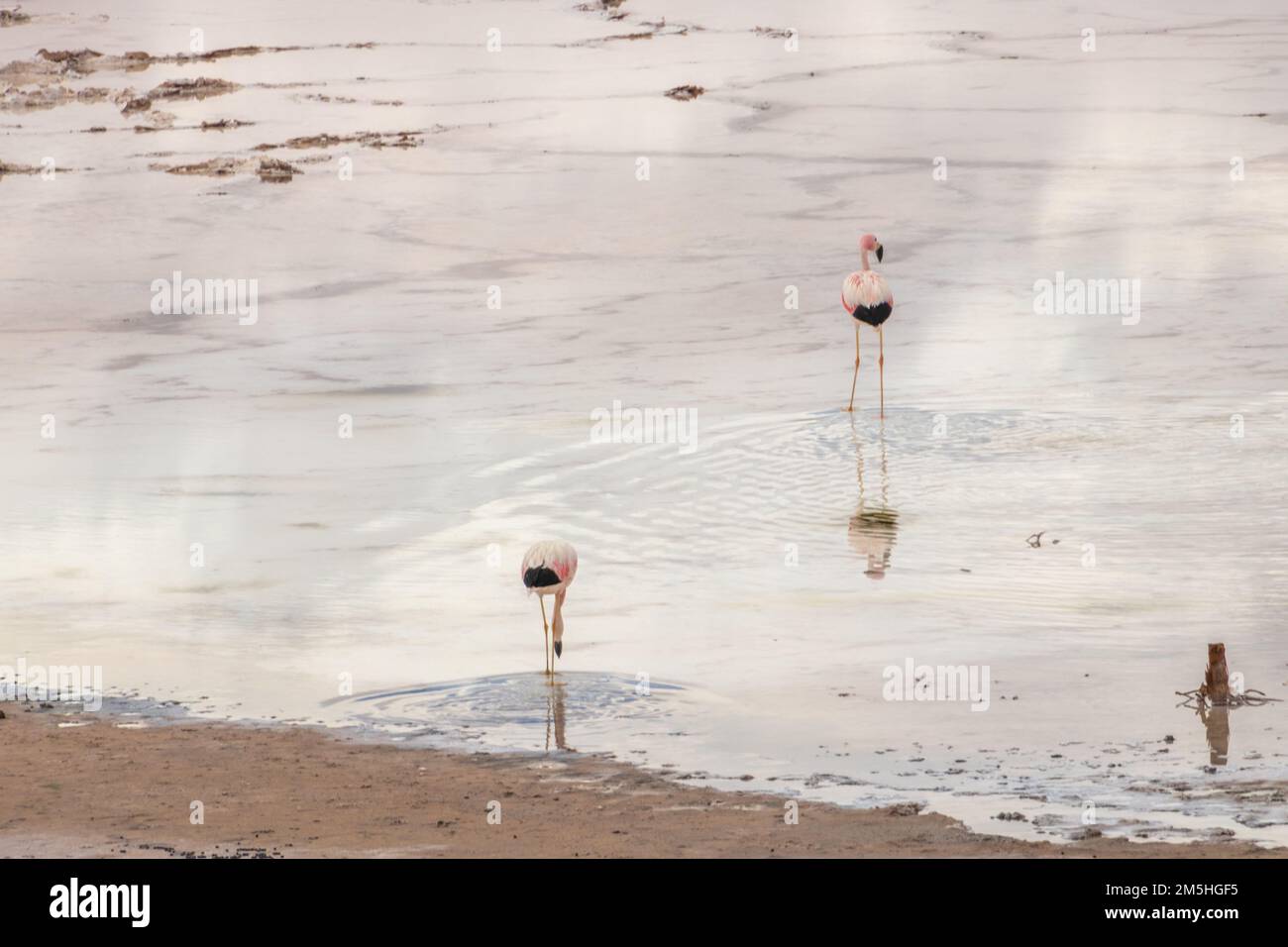 Wilde Vikugnas, Guanacos und rosa Flamingos in einer abgelegenen nassen Gegend von Atacama, der trockensten Wüste der Welt Stockfoto