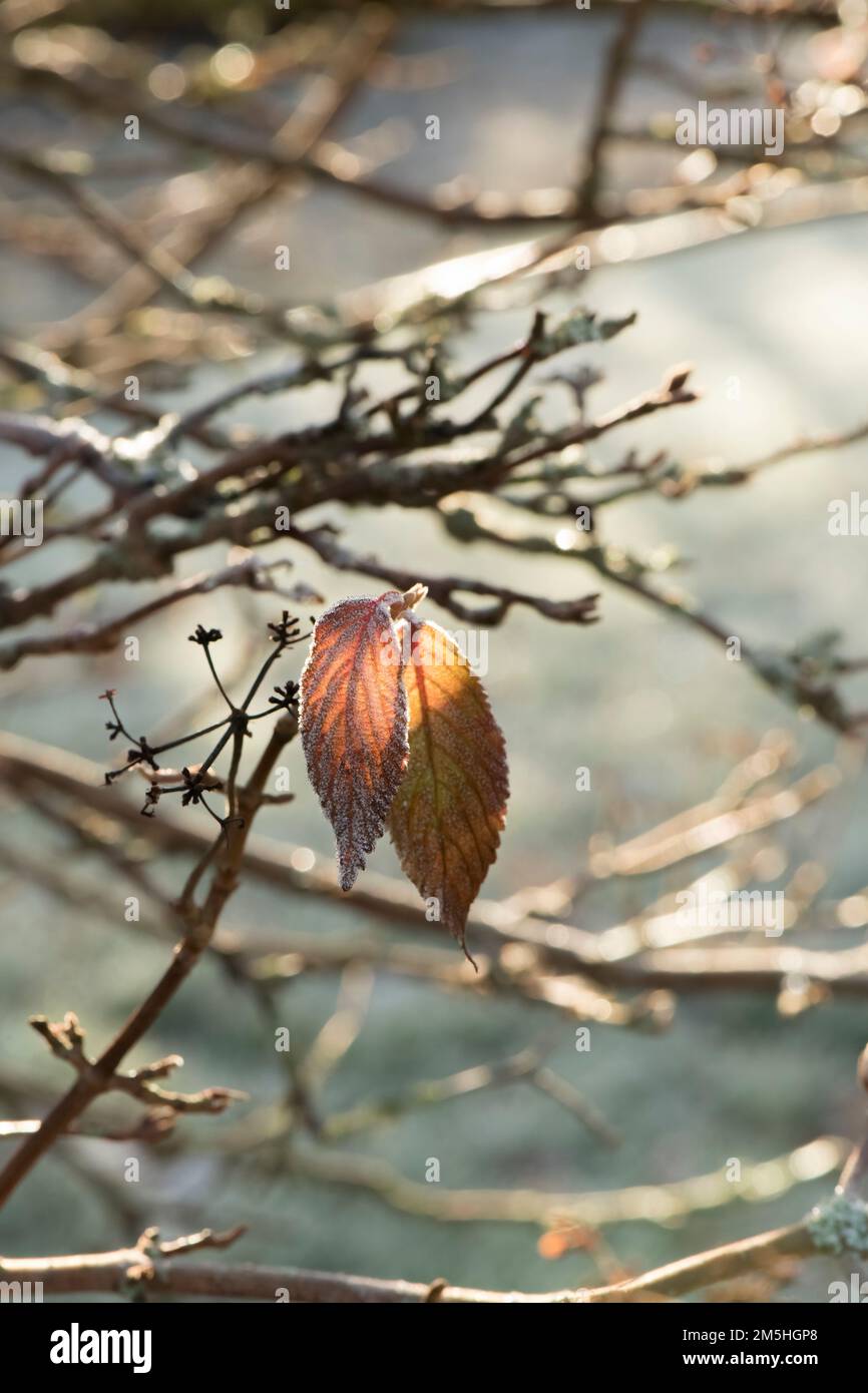 Gefrorene Blätter Stockfoto