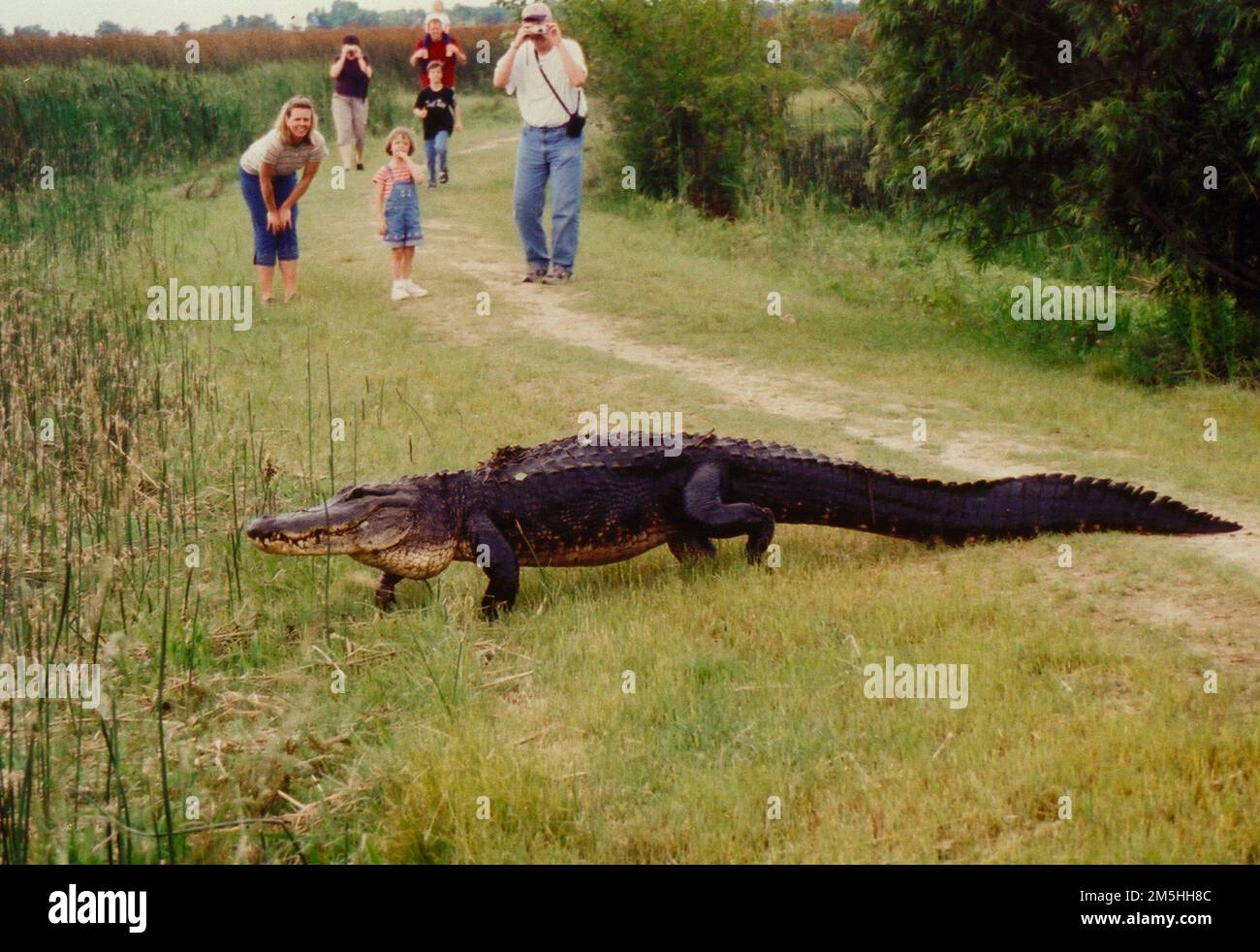 Creole Nature Trail - Alligator Auf Der Anderen Seite Des Pfads. Eine Familie kommt einem Alligator, der den Weg kreuzt, nahe, aber nicht zu nah, bevor er in der Nähe des Creole Nature Trail liegt. Lage: Nahe Creole Nature Trail, Louisiana (29,734° N 92,861° W) Stockfoto