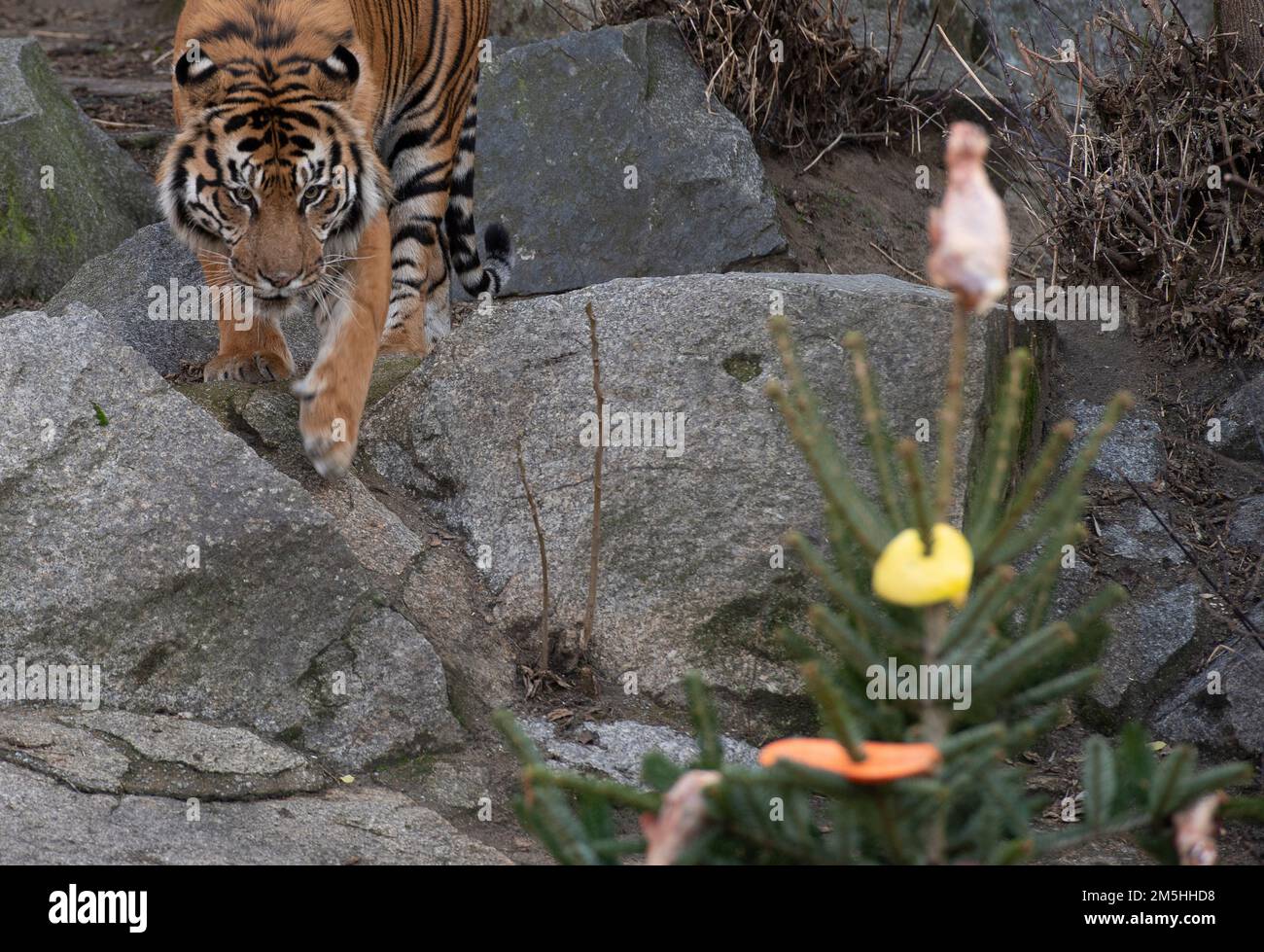 Berlin, Deutschland. 29. Dezember 2022. Ein Sumatra-Tiger bewundert einen der dekorierten Weihnachtsbäume in seinem Gehege im Zoo Berlin. Kredit: Paul Zinken/dpa/Alamy Live News Stockfoto