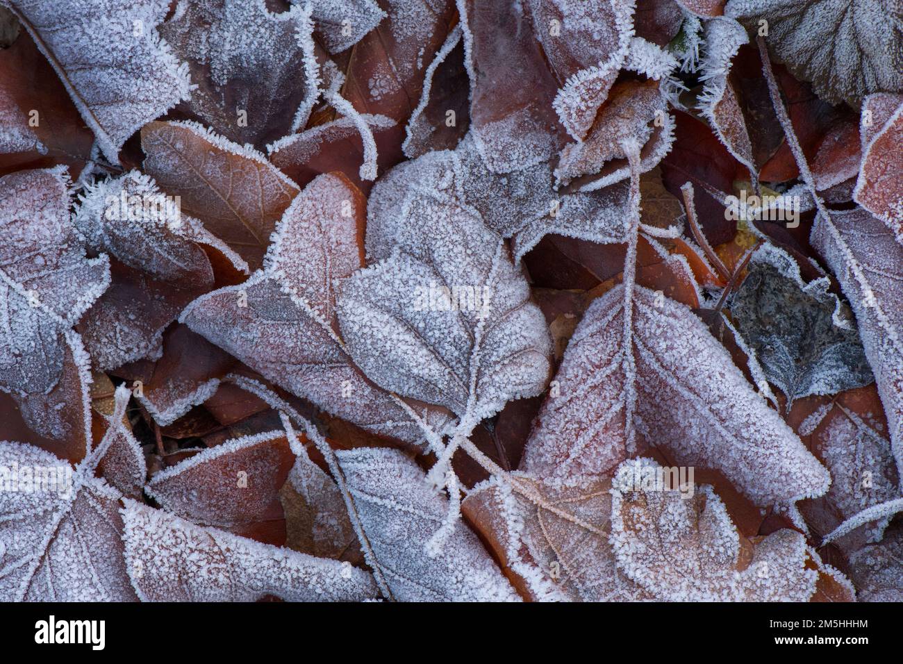 Gefrorene Blätter im winter Stockfoto