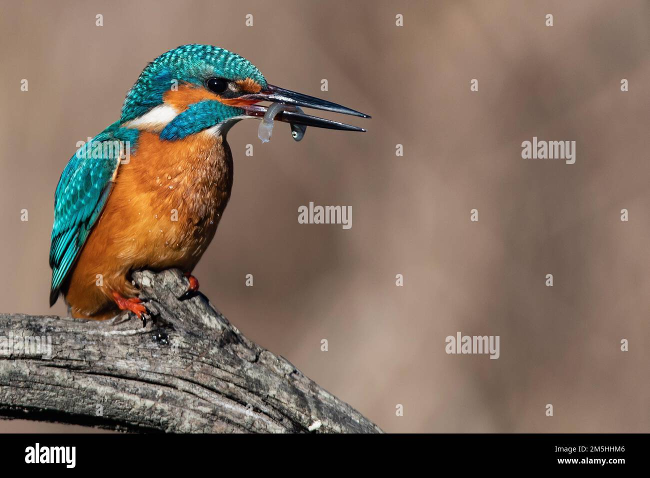 Frechmacher mit einem kleinen Vogel im Schnabel. Martin pescatore con Pesce nel becco. Martin pecheur avec poisson. Emilia Romagna Stockfoto