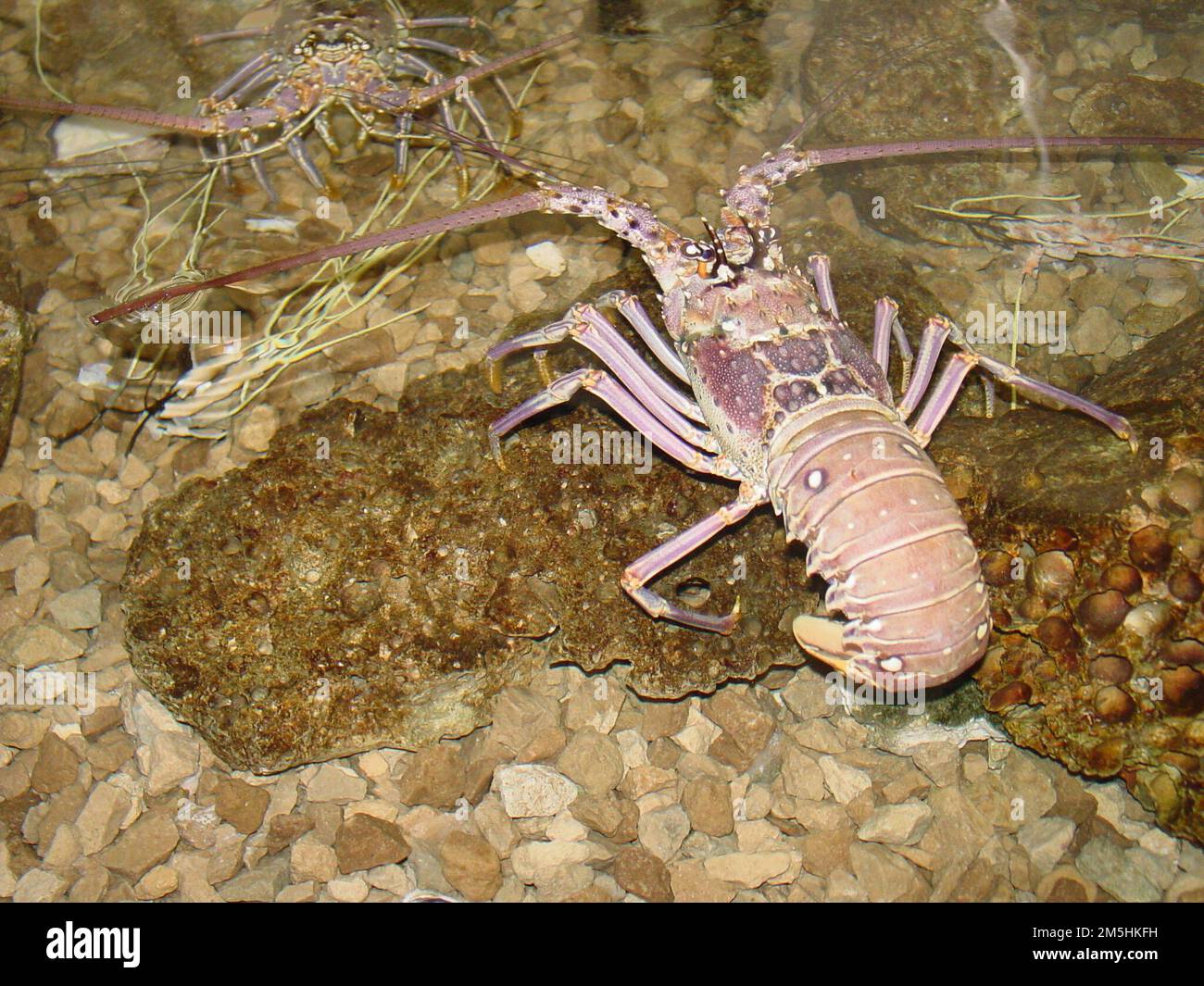 Big Bend Scenic Byway - Exemplare Des Golfs. Mehrere Lebewesen der Tiefe bewohnen das Gulf Specimen Aquarium und Marine Laboratory in einem Aquarium mit Touch-Tank. Lage: Florida Stockfoto