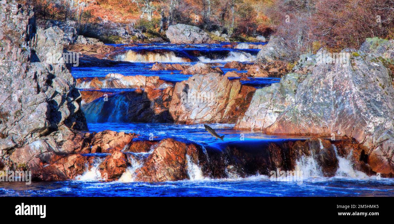 Die Lachse springen auf dem Fluss Brora in der Nähe von Balnacoil Stockfoto