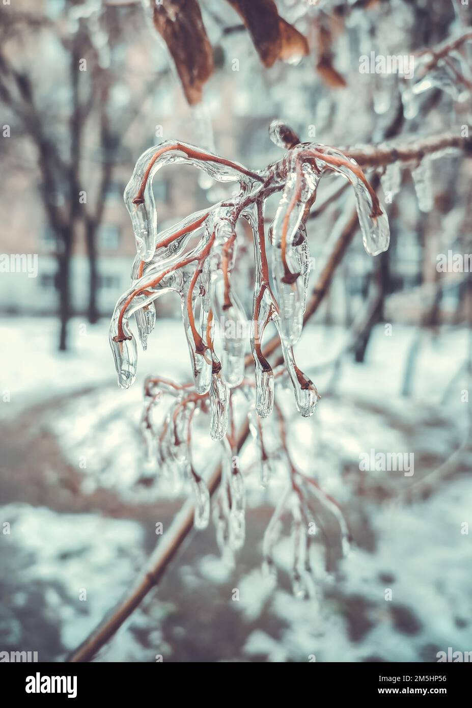 Buschäste, die nach Regen und Frost im Winter mit Eis bedeckt sind. Gefrorene Pflanzen. Nach eiskaltem Regen. Eisiger Regen. Gefrorene Regentropfen, kalt, Eis, eisig, frostig. Naturphänomen. Natürlicher Hintergrund Stockfoto