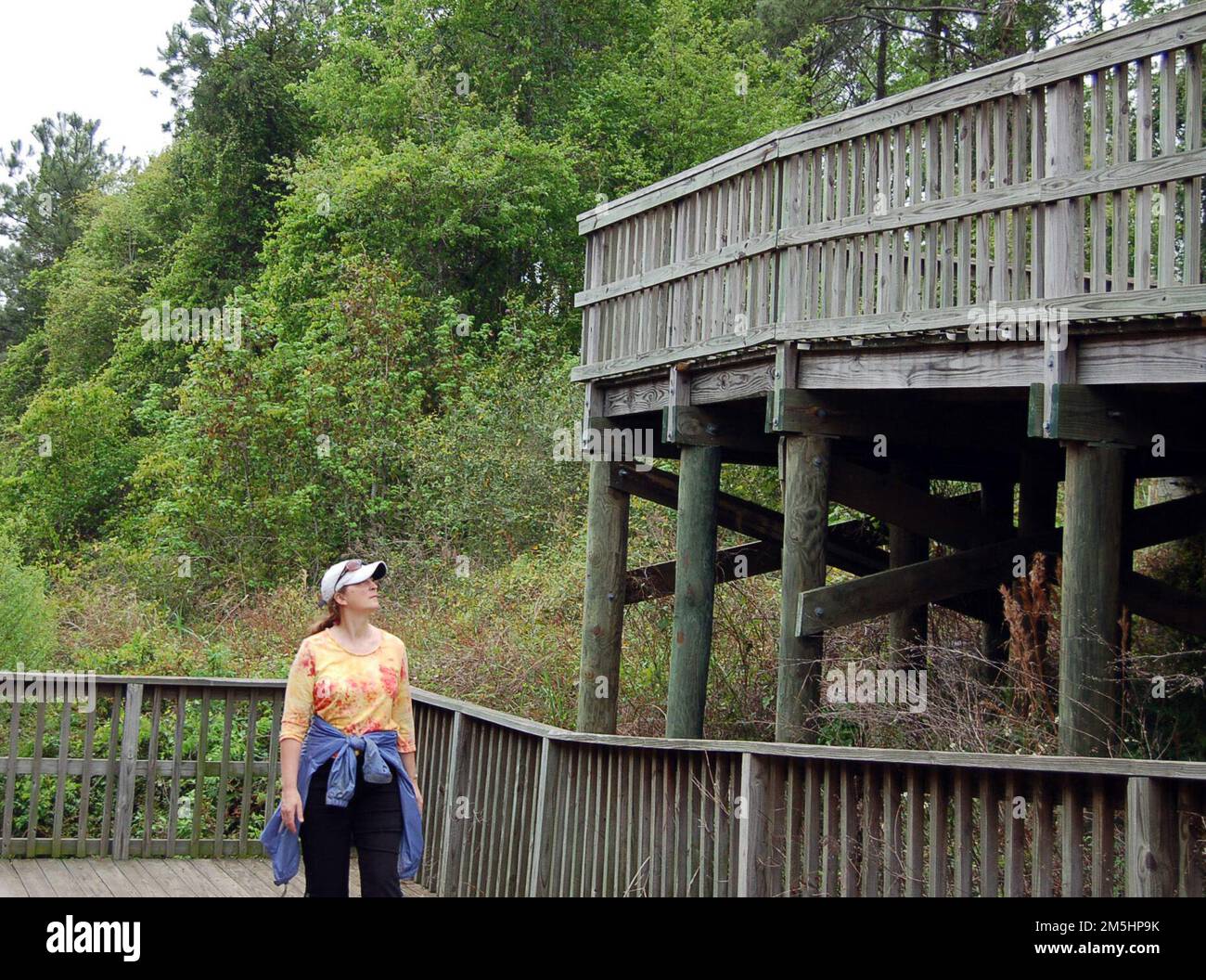 Alabamas Küstenverbindung - Hiker in der Gator Alley. Ein Wanderer blickt auf die erhöhte Promenade auf der Gator Alley. Standort: Daphne, Alabama (30,656° N 87,913° W) Stockfoto