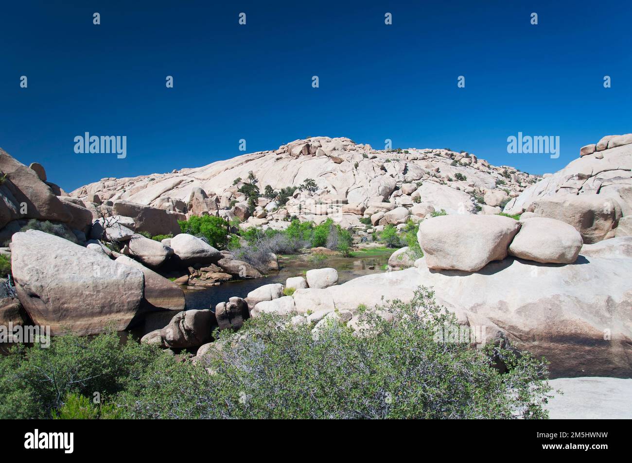 Felsformationen und Wasser im trockenen Wüstenökosystem auf dem barker Dam Trail im Joshua Tree National Park in Joshua Tree California. Stockfoto