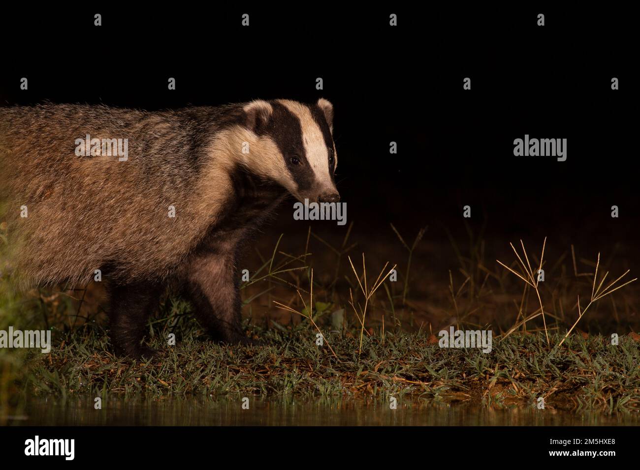 Europäischen Dachs (Meles meles). Diese relativ große Säugetier, in den meisten Bereichen auf dem Europäischen Festland gefunden wird, ist auf das viel kleinere Marder, Hermeline ein Stockfoto