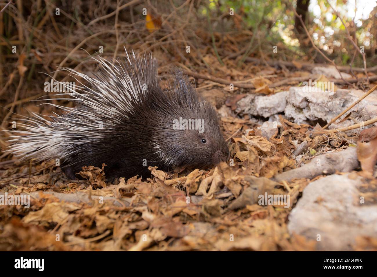 Das indische Stachelschwein (Hystrix indica) oder das indische Stachelschwein ist ein recht anpassungsfähiges Nagetier, das in ganz Südasien und im Nahen Osten gefunden wird. Das ist es Stockfoto