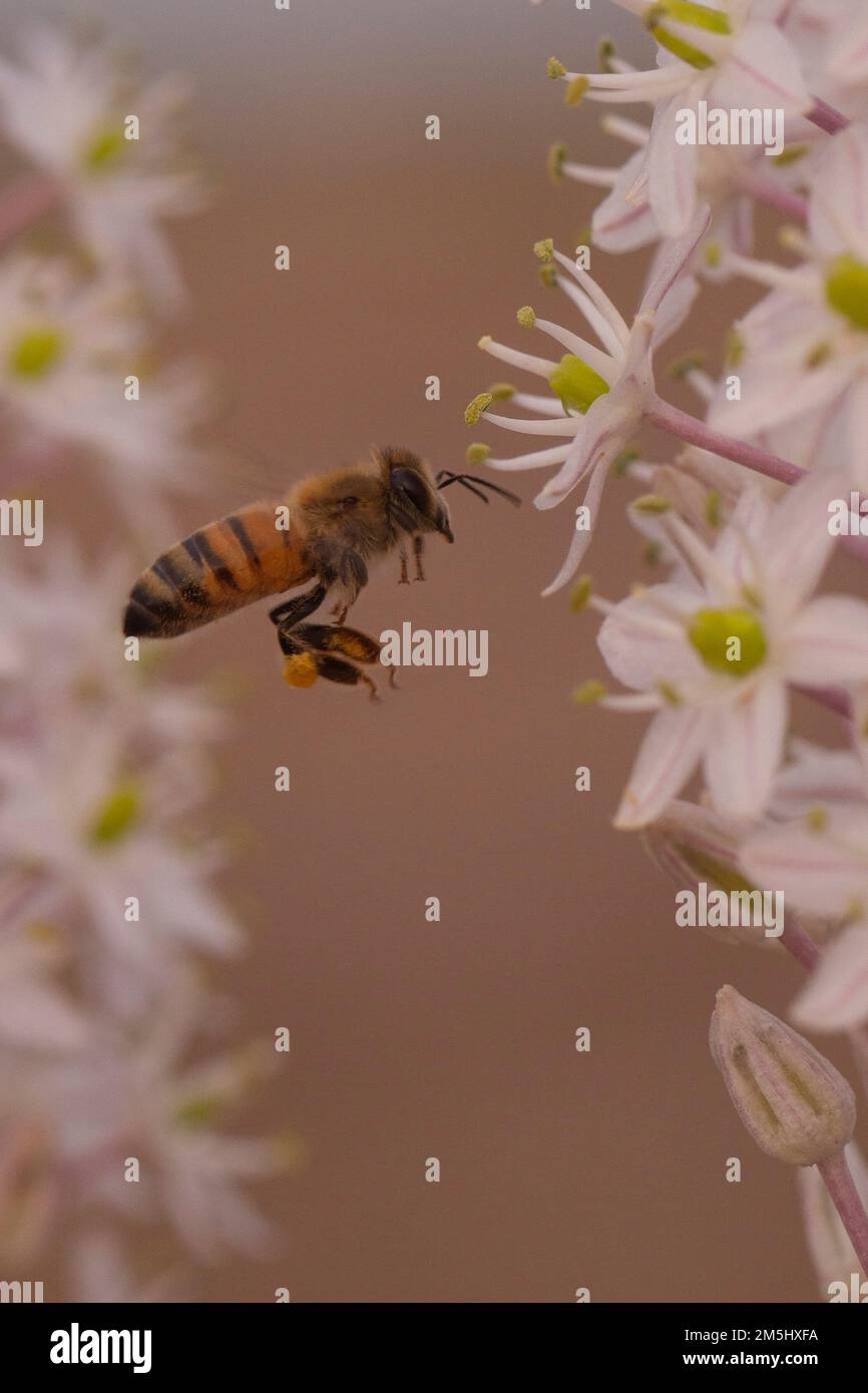 Honigbiene besucht eine Meereskrähe, (Drimia maritima) Israel, Herbst September Stockfoto