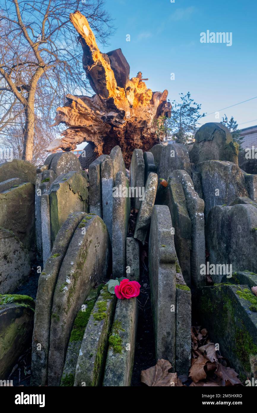 29. Dezember 2022: St Pancras Gardens, London, starke Winde verursachen den Zusammenbruch des 150 Jahre alten Hardy Tree, ein historisches und natürliches Wahrzeichen Stockfoto