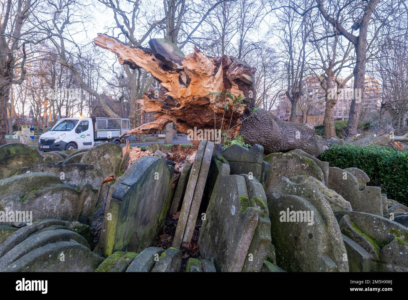 Dezember 28. 2022, St Pancras, London: Der Hardy Tree, ein Naturdenkmal in den St Pancras Gardens seit über 150 Jahren, weht bei saisonalen Winden. Stockfoto