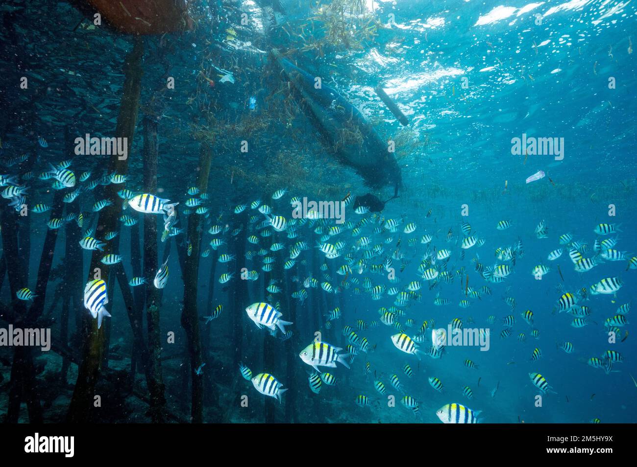 Indo-pazifische Sergeantfische, Abudefduf vaigiensis, die unter einer JettyRaja Ampat Indonesia Zuflucht suchen. Stockfoto