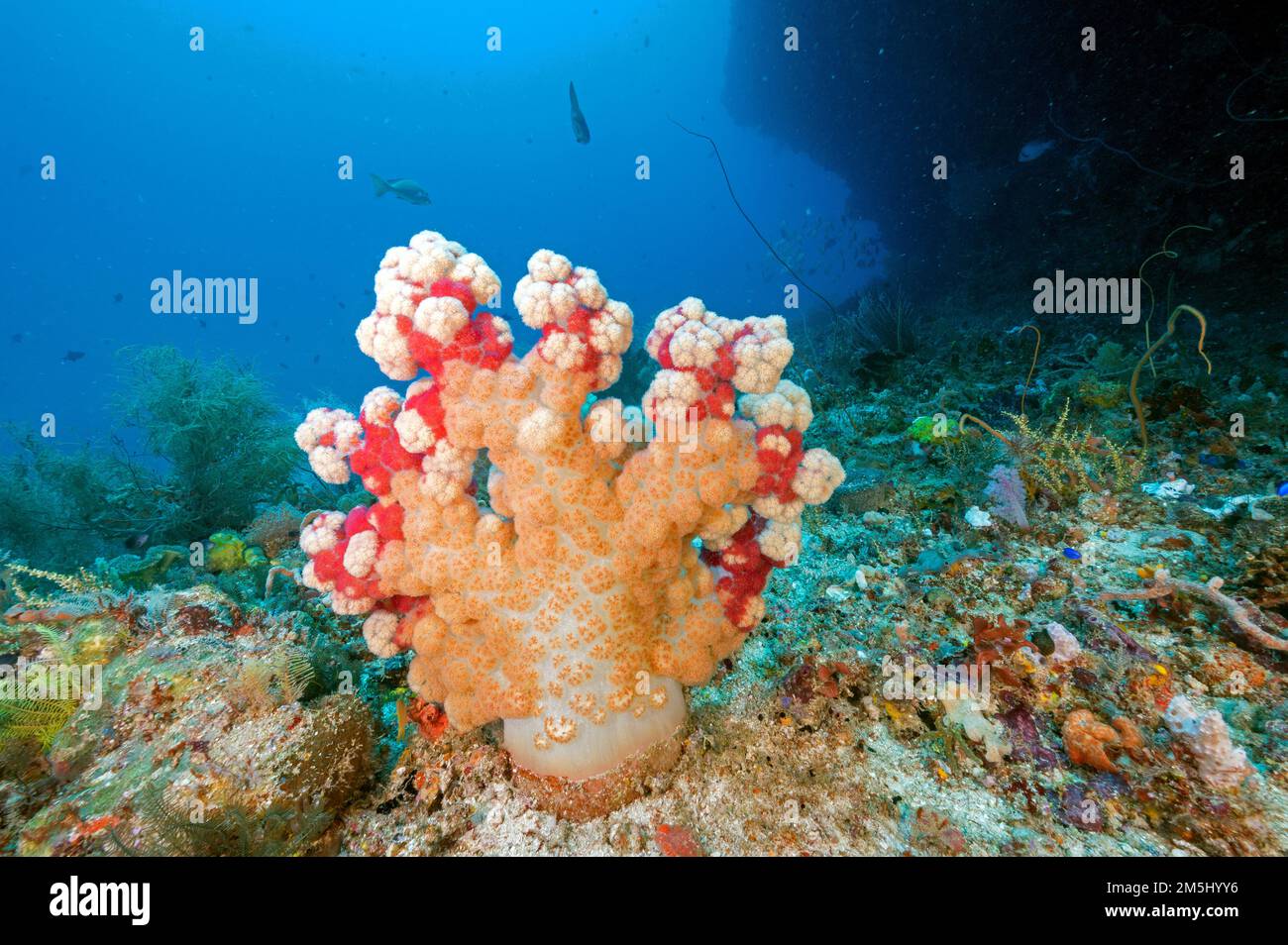 Malerisches Riff mit weichen Korallen, Spongodes spp Raja Ampat Indonesien Stockfoto