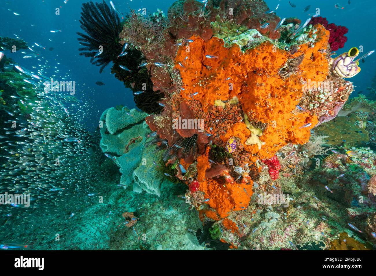 Malerische Rifflandschaft mit Schwämmen und Weichkorallen, Raja Ampat Indonesia Stockfoto