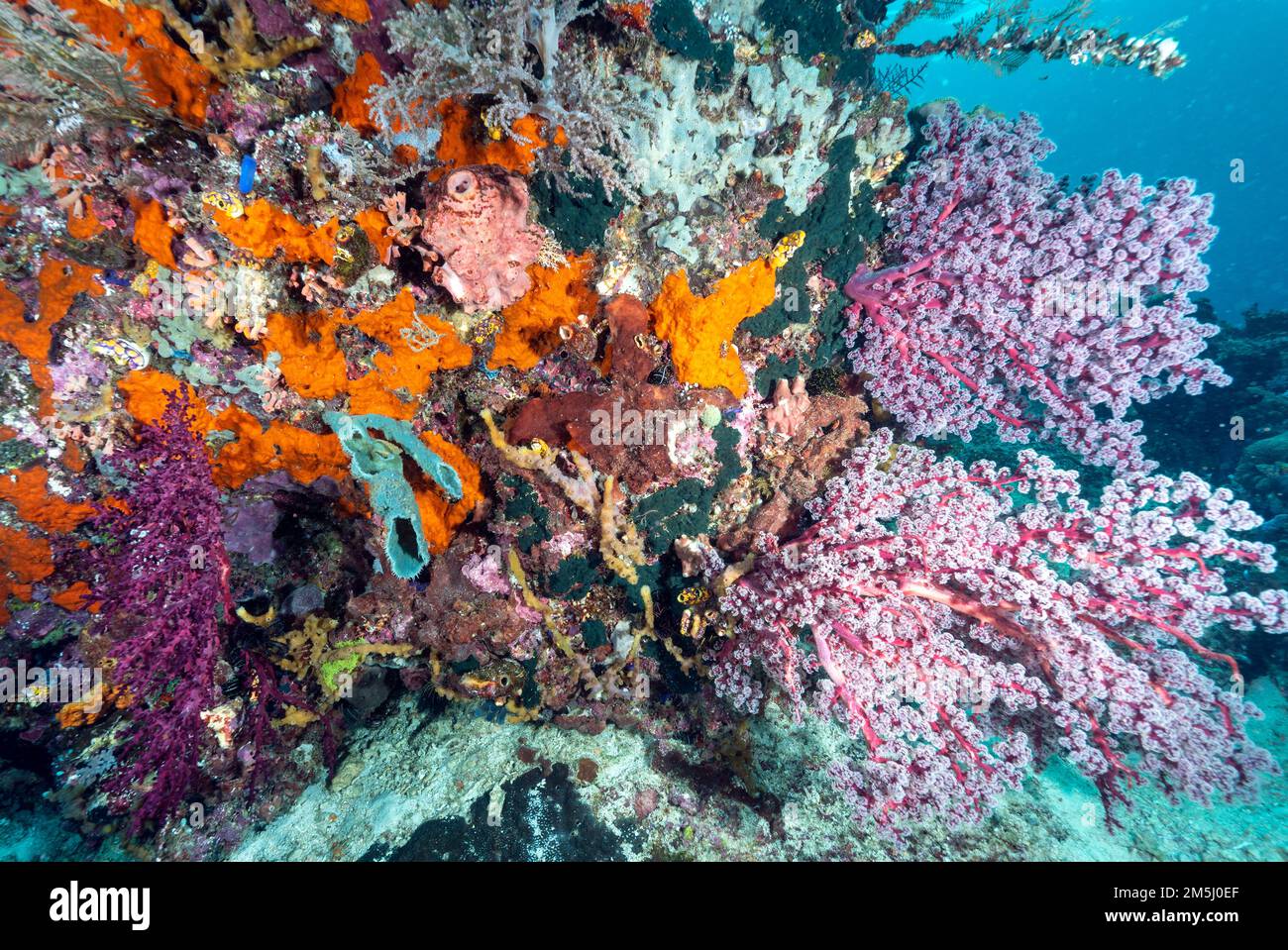 Malerische Rifflandschaft mit Schwämmen und Weichkorallen, Raja Ampat Indonesia Stockfoto
