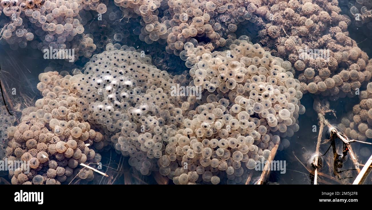Frogspawn in einem Cluster, Nahaufnahme in einem Teich Stockfoto