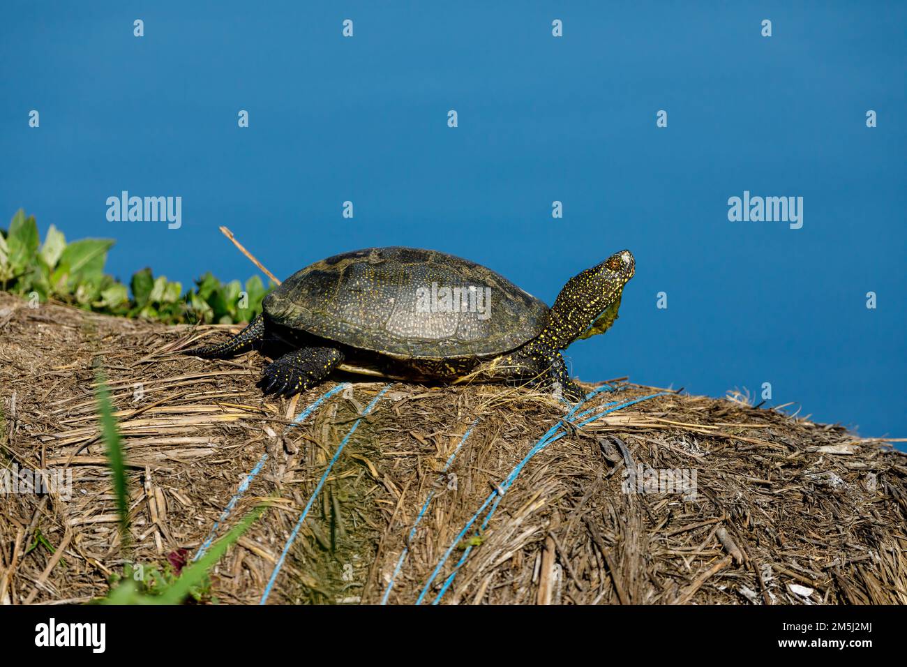 Eine europäische Teichschildkröte in den Sümpfen des donaudeltas Stockfoto