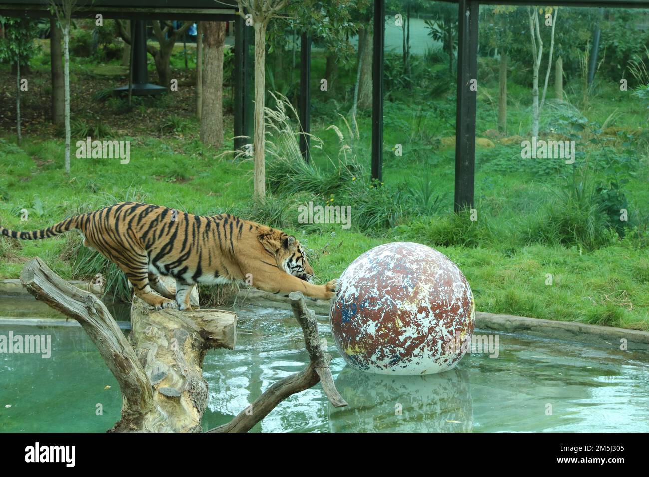 Ein Tiger in einem Zookäfig, der mit einem großen Ball in einem Teich spielt, umgeben von grünen Pflanzen Stockfoto