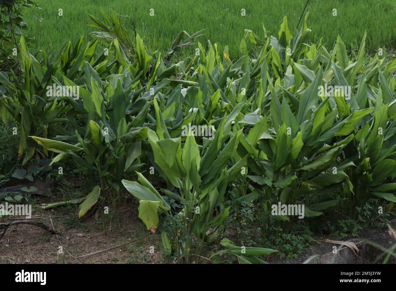 Kurkumapflanzen (Curcuma Longa), die in der Nähe eines Reisfeldes auf dem kleinen Landabschnitt wachsen Stockfoto