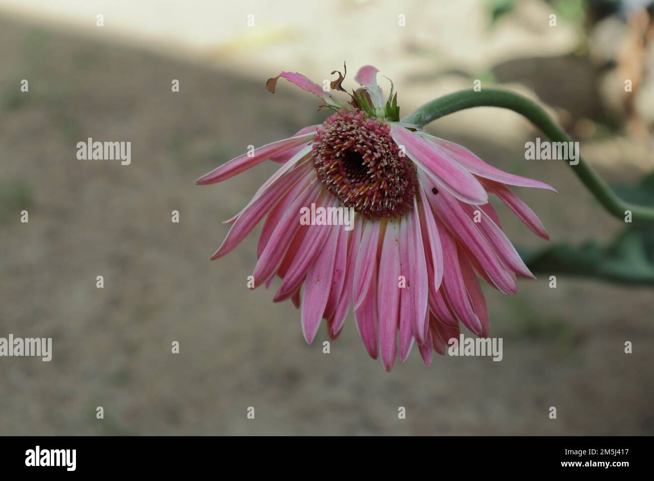 Blickwinkel auf eine rosafarbene Gerbera-Blume mit der Hälfte der Blütenblätter im Garten. Die Blütenblätter sind wegen Insektenschäden verloren gegangen Stockfoto