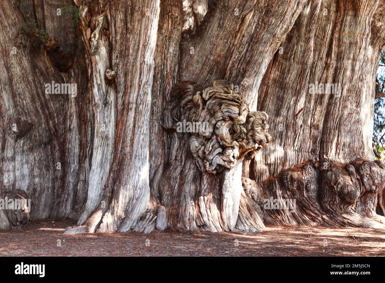 28. Dezember 2022, Santa Maria El Tule, Mexiko: Allgemeiner Blick auf die gigantische und einzigartige Wacholder namens „Tule Tree“, eine der Naturschönheiten von Oaxaca mit mehr als 2.000 Jahren, Der Baum hat eine Höhe von 40 Metern und einen Durchmesser von 52,58 m. Er befindet sich in Santa María El Tule, 12 km von der Stadt Oaxaca entfernt. 28. Dezember 2022 in Santa Maria El Tule, Mexiko. (Foto: Carlos Santiago/Eyepix Group) Stockfoto