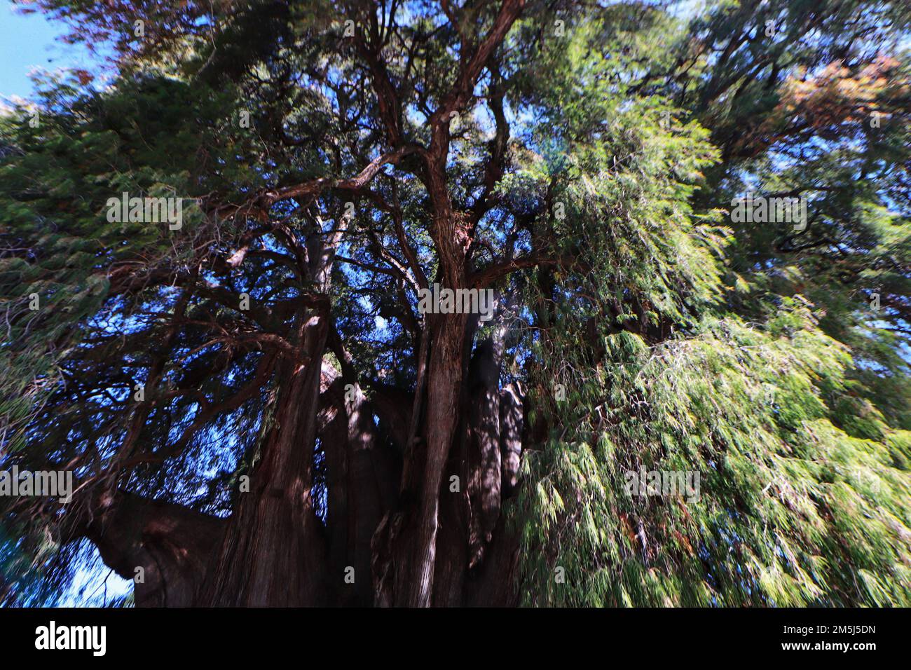 28. Dezember 2022, Santa Maria El Tule, Mexiko: Allgemeiner Blick auf die gigantische und einzigartige Wacholder namens „Tule Tree“, eine der Naturschönheiten von Oaxaca mit mehr als 2.000 Jahren, Der Baum hat eine Höhe von 40 Metern und einen Durchmesser von 52,58 m. Er befindet sich in Santa María El Tule, 12 km von der Stadt Oaxaca entfernt. 28. Dezember 2022 in Santa Maria El Tule, Mexiko. (Foto: Carlos Santiago/Eyepix Group) Stockfoto