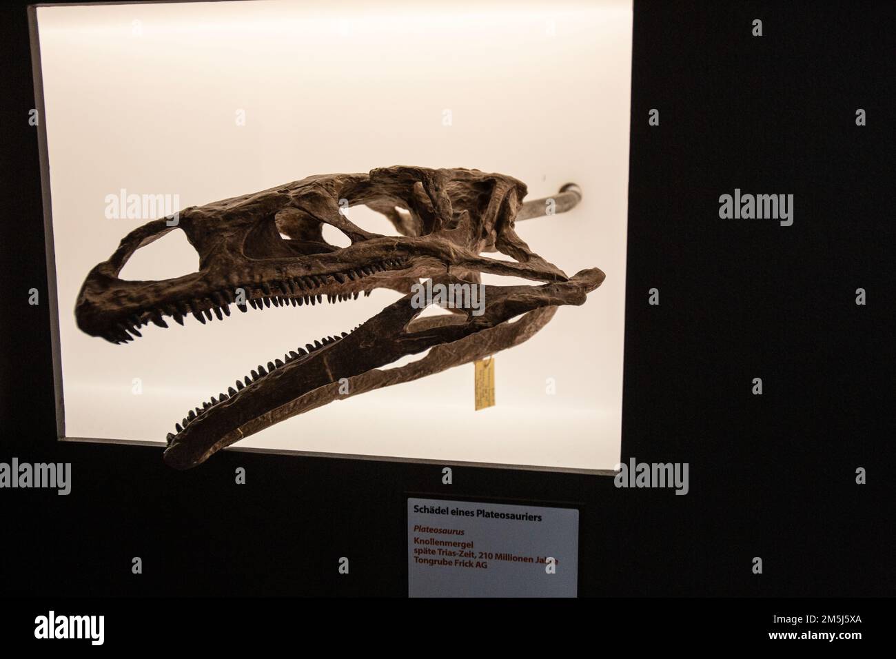 Naturhistorisches Museum, Basel, Schweiz Stockfoto